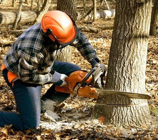 Tree Removal in Center Rutland, VT
